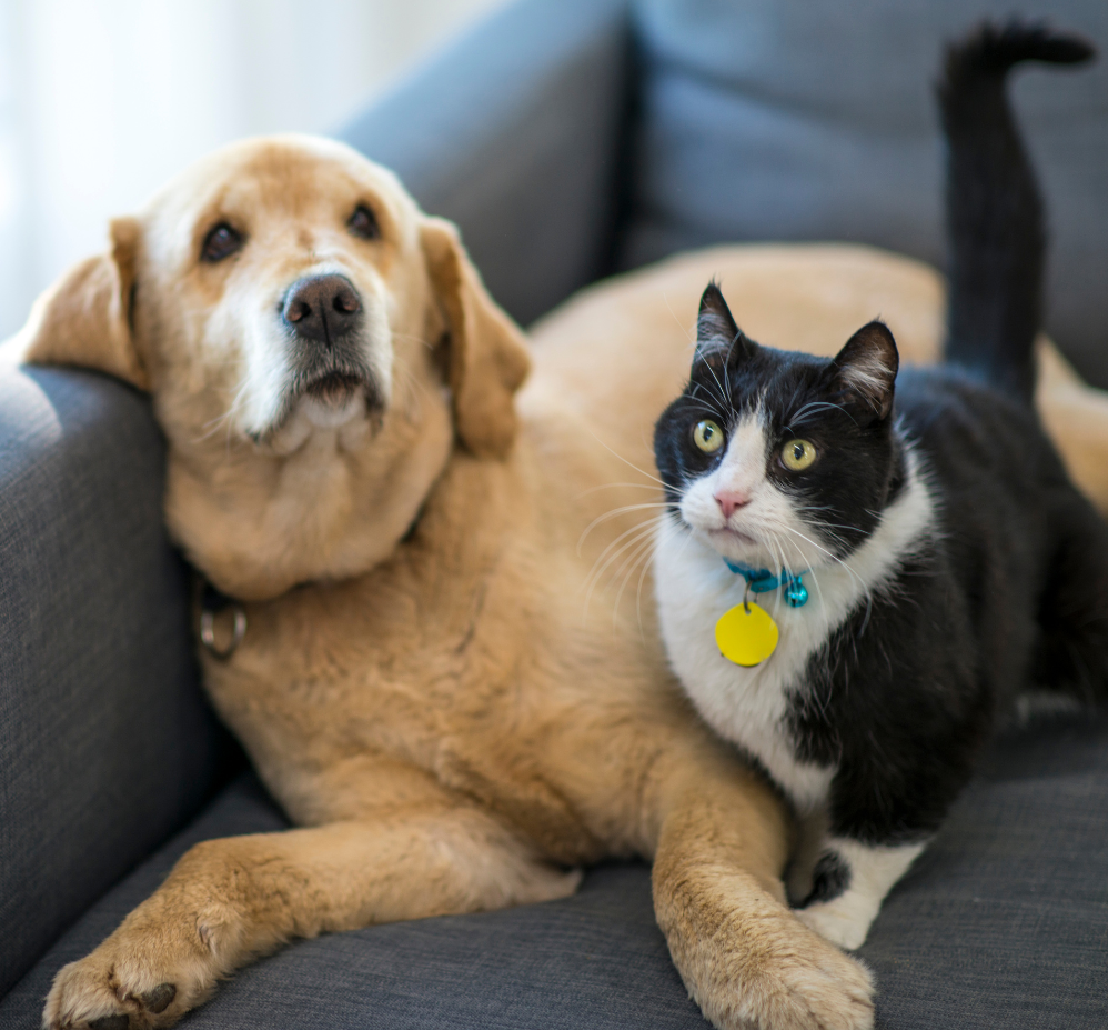 What about my pets?